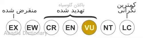 باکلان گلوسیاه